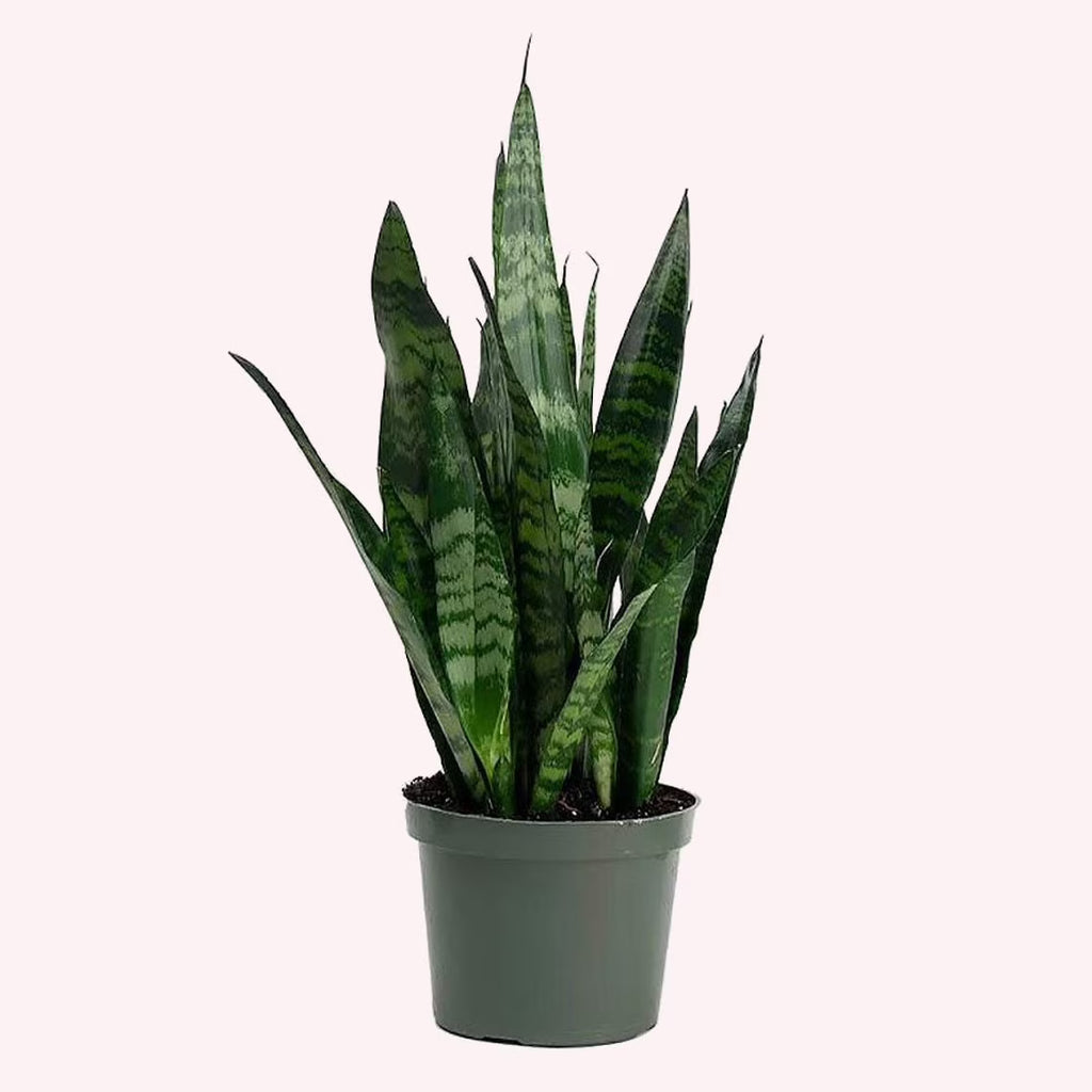 6-Inch Pot Snake Plant A5164