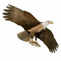 American Bald Eagle Kite W93887