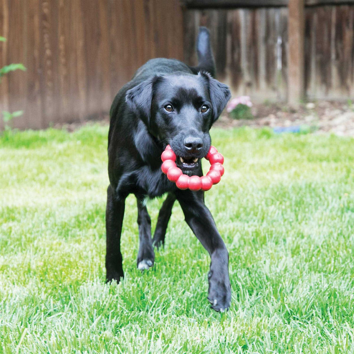 Ring Chew Toy Z4070
