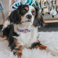 Dog Collar S776