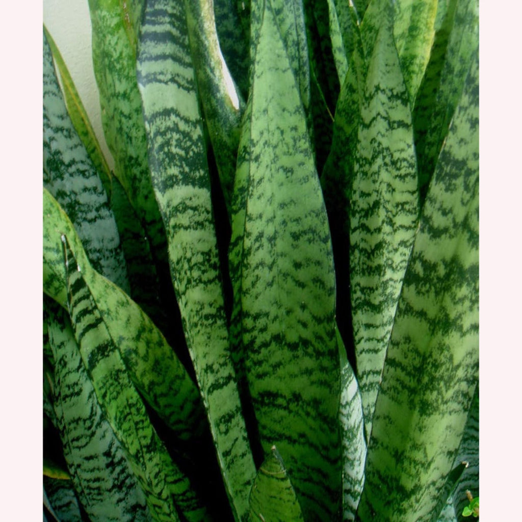 6-Inch Pot Snake Plant A5164