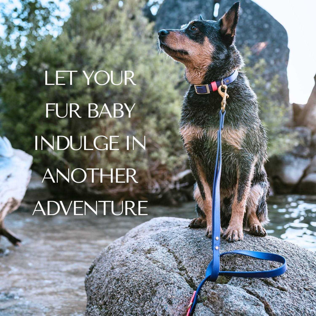 Waterproof Odorless Dog Collar T9291