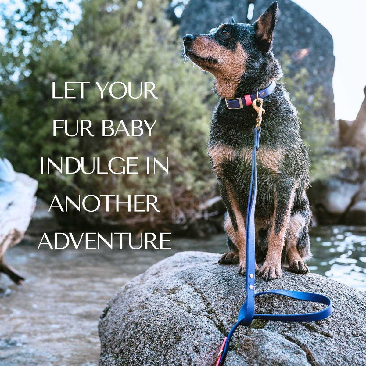 Waterproof Odorless Dog Collar T9291