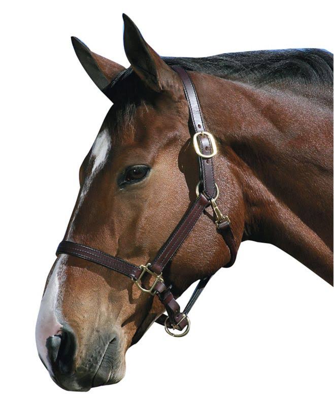 Havana Leather Halter with Snap V1353